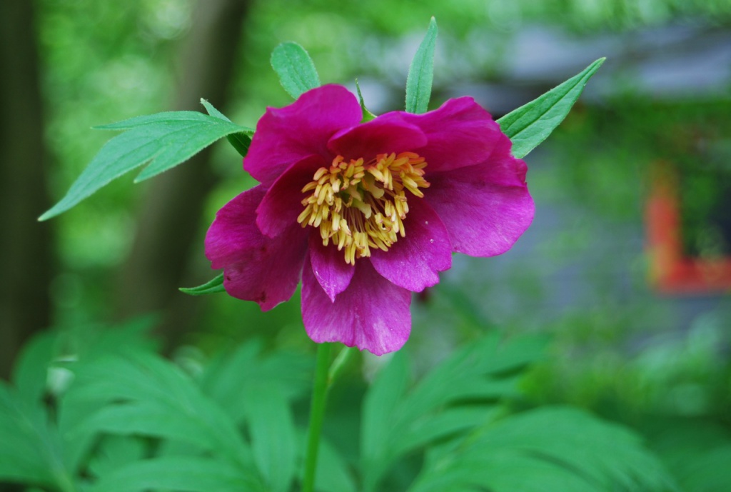 paeonia-anomala.jpg paeonia-anomala.jpg