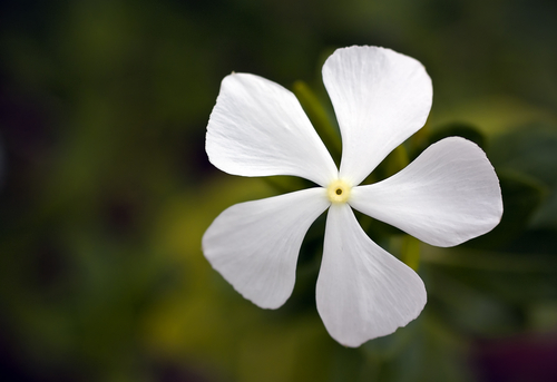 Plumbago Zelaynica