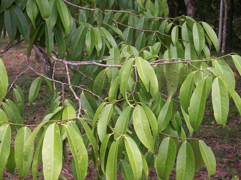 Maytenus Macrocarpa