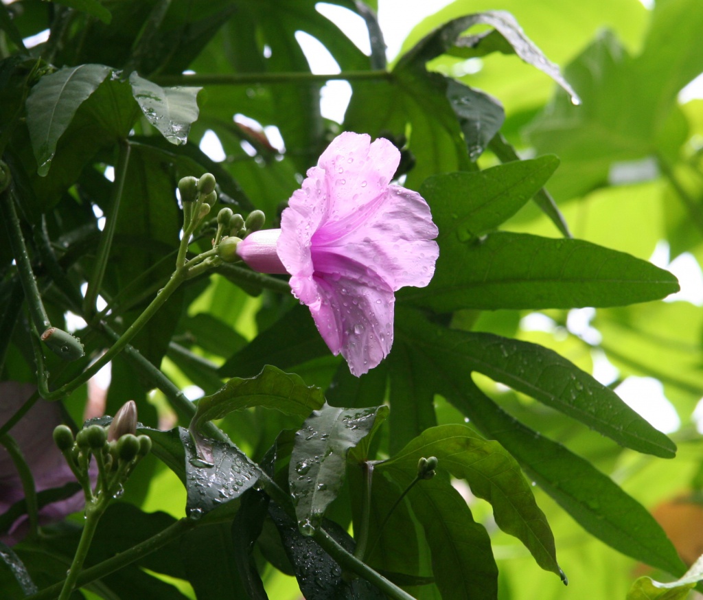 Ipomoea_paniculata.jpg