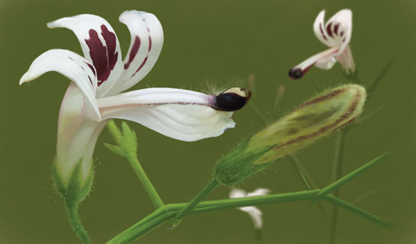 andrographis.jpg