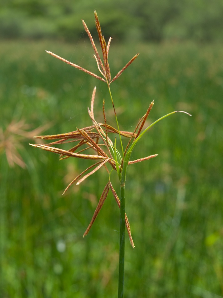 Cyperus articulatus