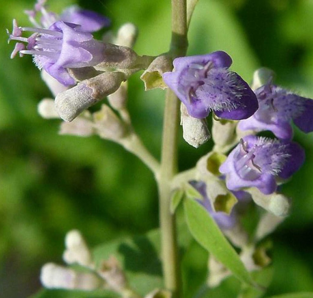 Vitex-negundo.jpg