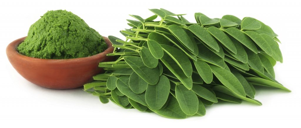 Moringa oleifera