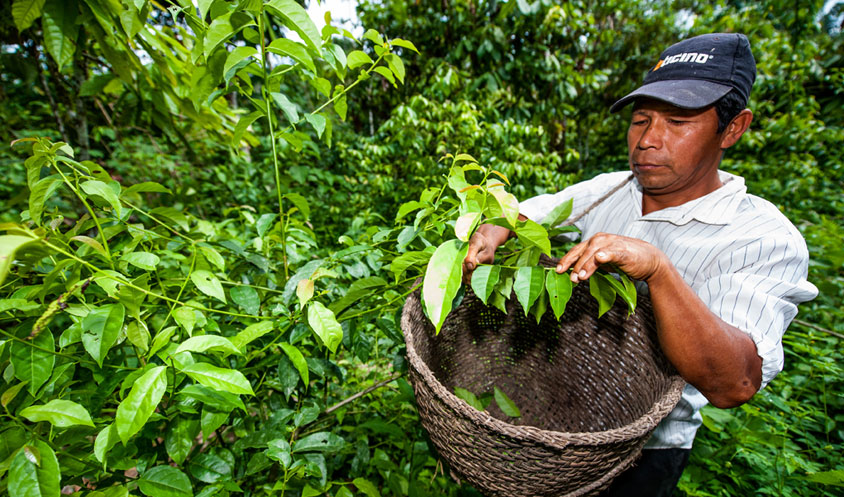 Guayusa.png Guayusa.png