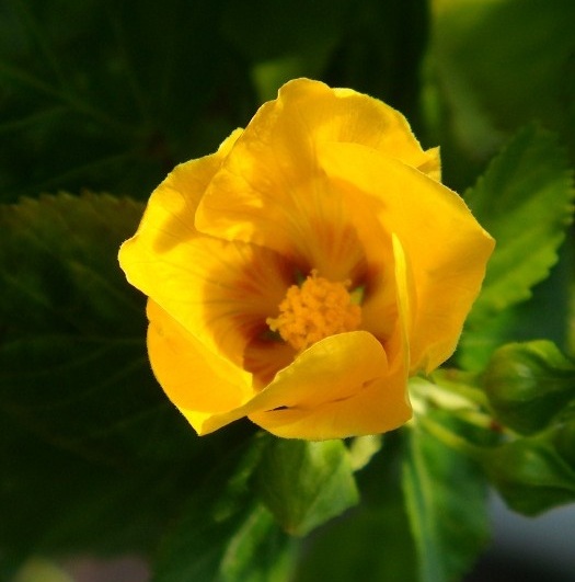 Sida Cordifolia