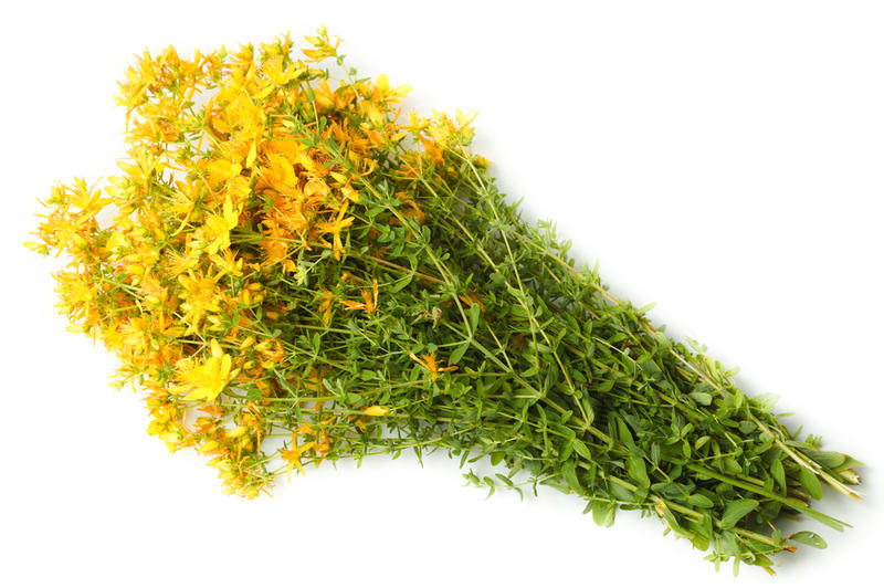 hypericum.jpg