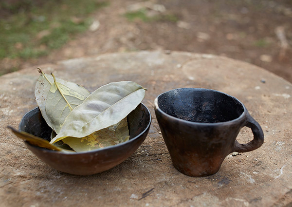 guayusa3.jpg