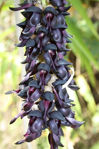 400px-Mucuna_pruriens_flower.jpg