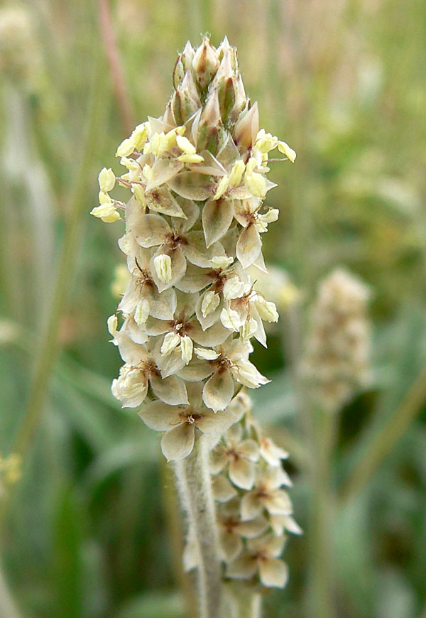 Plantago_ovata_4.jpg