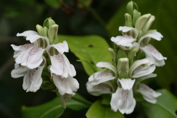 Adhatoda Vasica