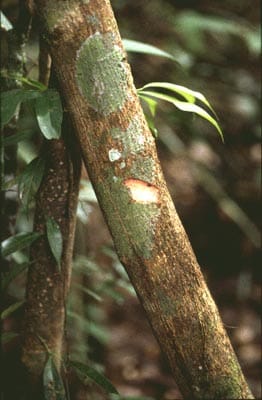 Клаво Хуаско Титантит Tynanthus panurensis