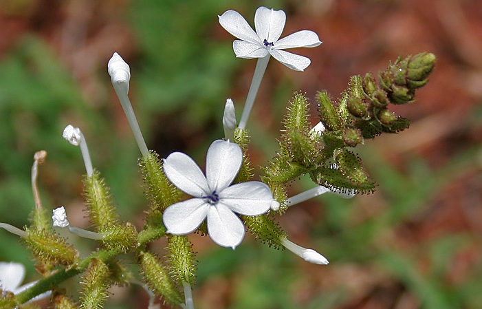 Plumbago_zeylanica_in_Anantgiri,_AP_W2_IMG_8881.jpg