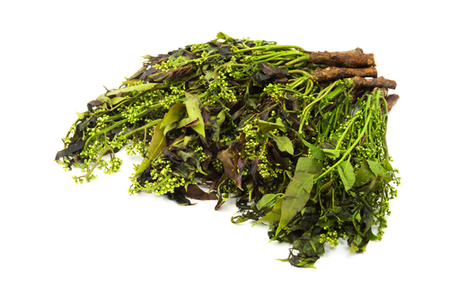 neem.jpg