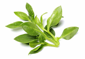 Андрографис метельчатый - Andrographis paniculata