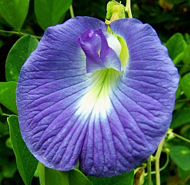 Форма растений и их полезные свойства: есть ли взаимосвязь?