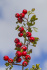 Боярышник - Crataegus laevigata