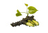 Гудучи - Tinospora cordifolia 60 капсул/36 грамм