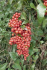 Сарсапарилла - Smilax Officanalis